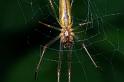Tetragnatha_montana_D3742_Z_84_Vinkenveense plassen_Nederland